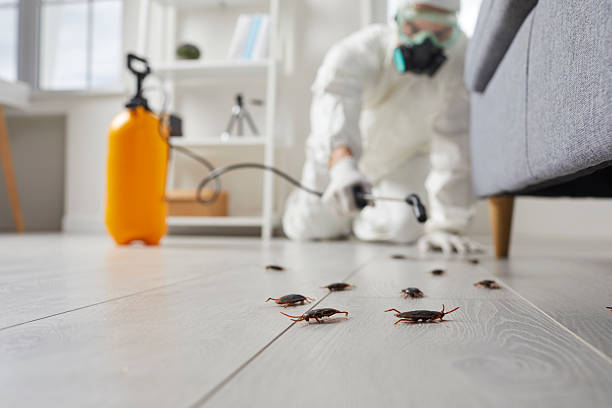 Affordable Cockroach Control solutions in Hallettsville, TX